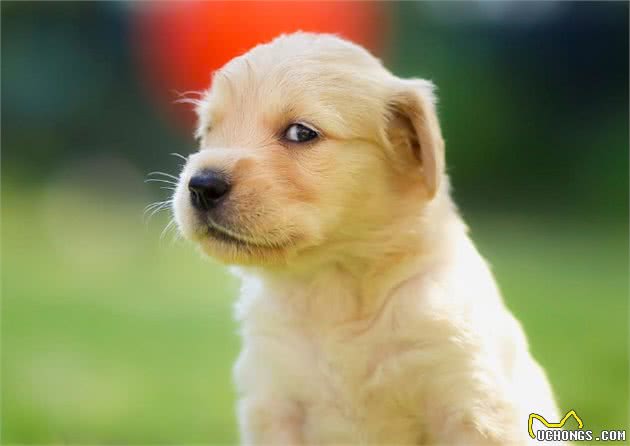 夏天宠物掉毛严重怎么办?可能是主人的问题哦