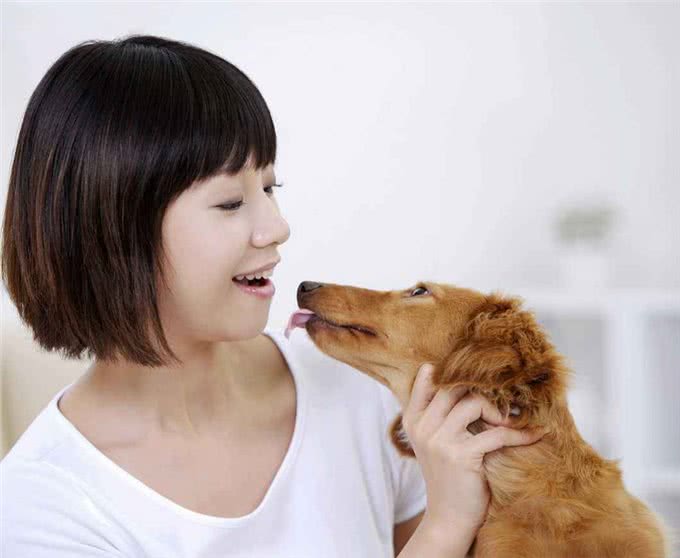 夏天宠物掉毛严重怎么办?可能是主人的问题哦