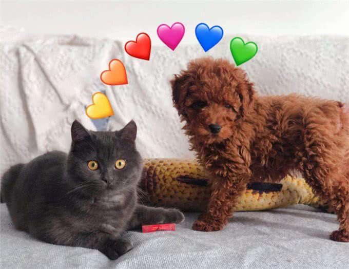 夏天宠物掉毛严重怎么办?可能是主人的问题哦