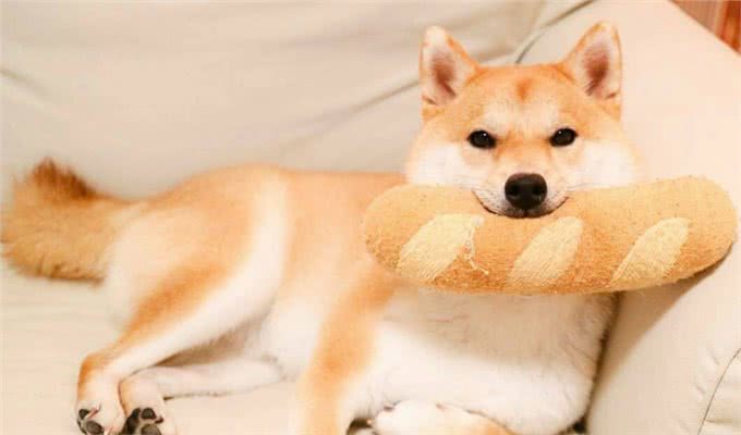 夏天宠物掉毛严重怎么办?可能是主人的问题哦