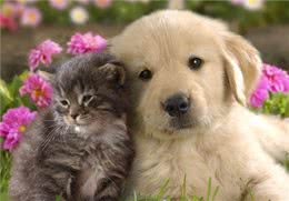 夏天宠物掉毛严重怎么办?可能是主人的问题哦