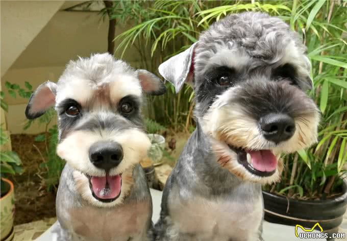 为什么越来越多人养雪纳瑞?这6个优势，看了不选都不行