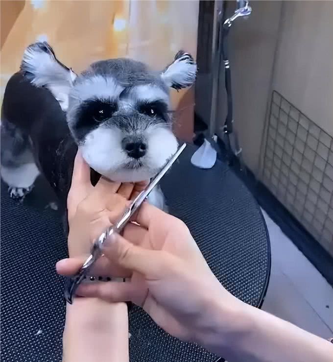 为什么越来越多人养雪纳瑞?这6个优势，看了不选都不行