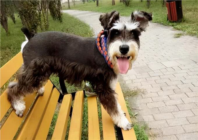 为什么越来越多人养雪纳瑞?这6个优势，看了不选都不行