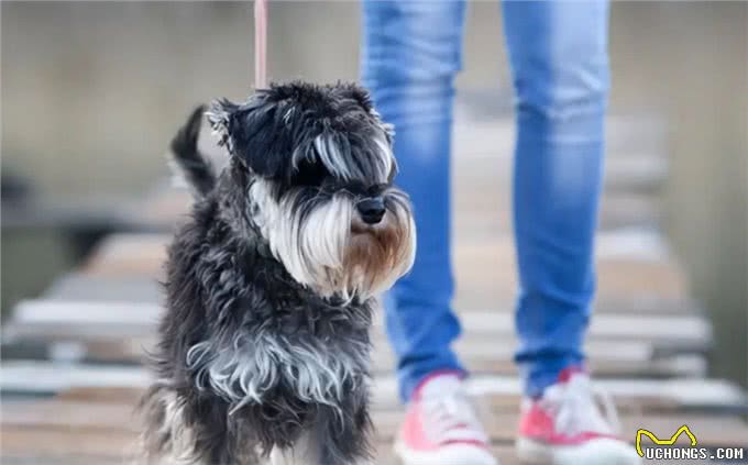 为什么越来越多人养雪纳瑞?这6个优势，看了不选都不行