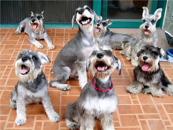 为什么越来越多人养雪纳瑞?这6个优势，看了不选都不行