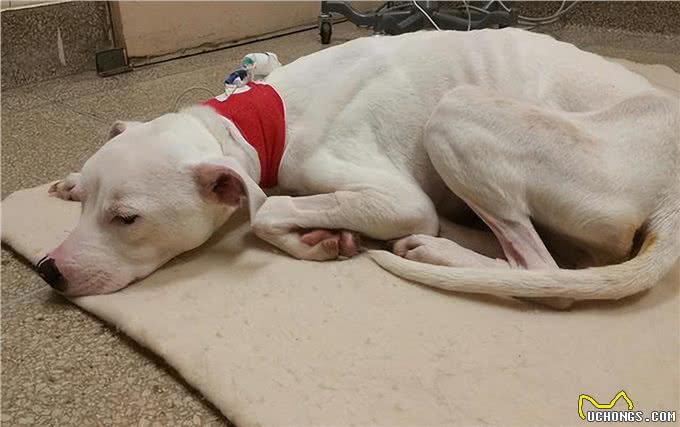 狗狗消瘦的原因有哪些，为了你家狗子，速看!