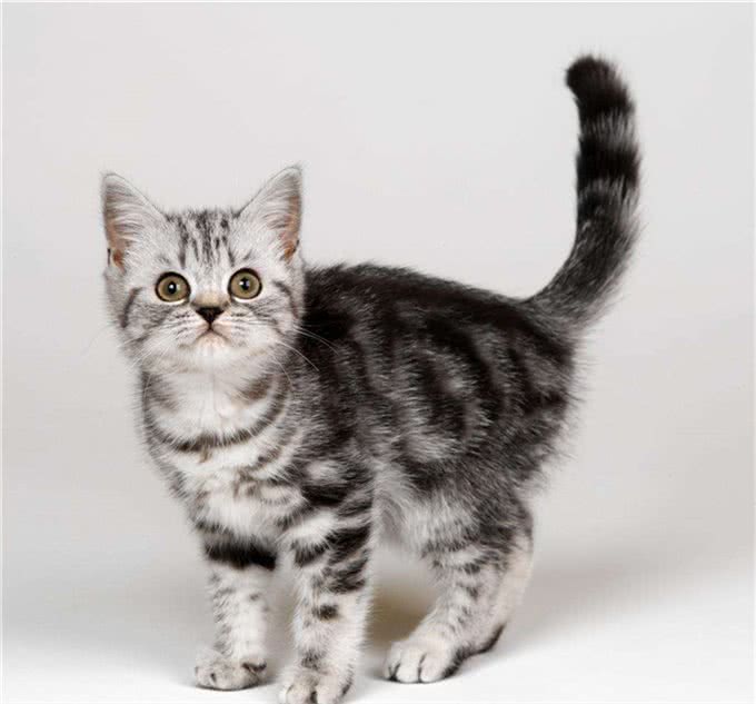 每日一猫:中国狸花猫