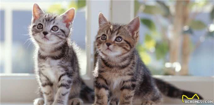 每日一猫:中国狸花猫