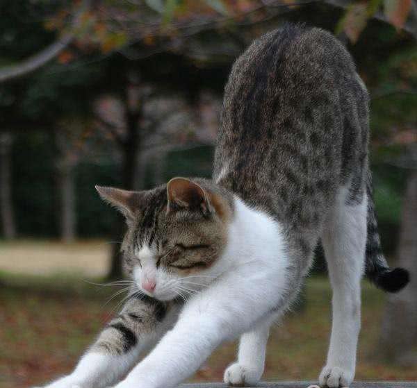 每日一猫:中国狸花猫