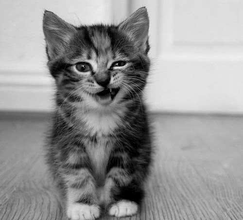 每日一猫:中国狸花猫