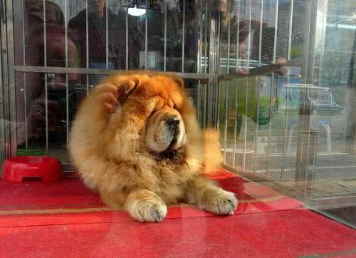 5招，教你把松狮犬养得干净、体味轻