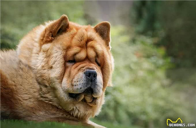 5招，教你把松狮犬养得干净、体味轻