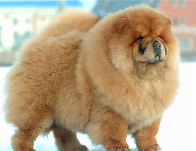 5招，教你把松狮犬养得干净、体味轻