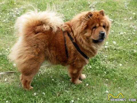 5招，教你把松狮犬养得干净、体味轻