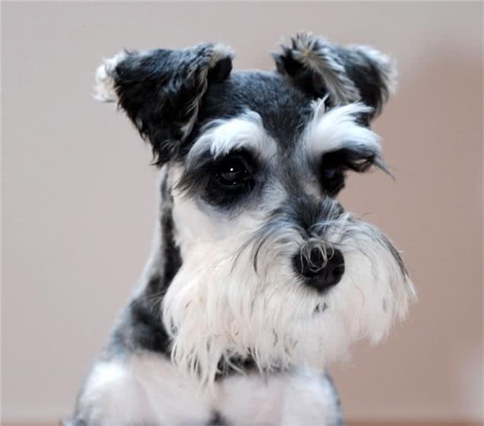 世界名犬-雪纳瑞犬