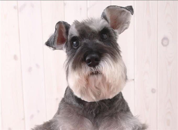 世界名犬-雪纳瑞犬