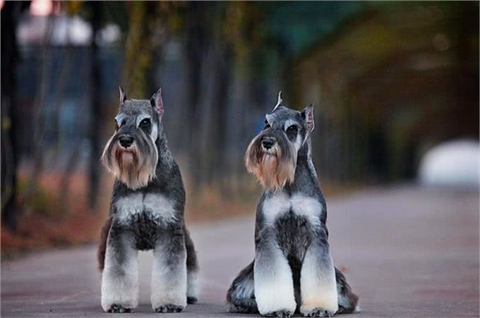 世界名犬-雪纳瑞犬