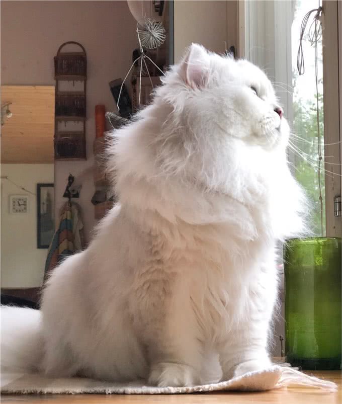 猫咪饲养过程中的五个误区，避开这几条就能成为优秀铲屎官