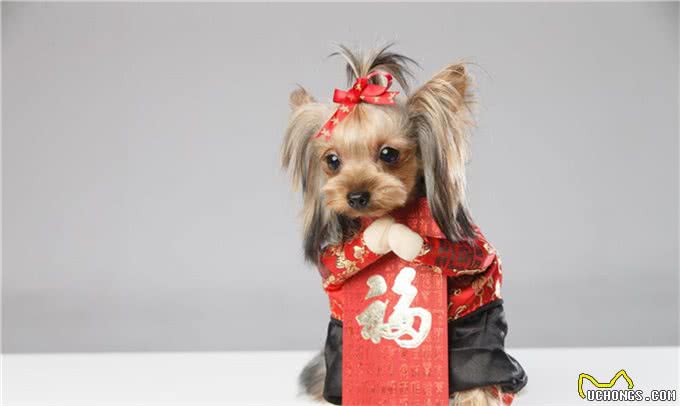 第一次养狗，一定要做好功课后再养，对狗狗负责也是对自己好