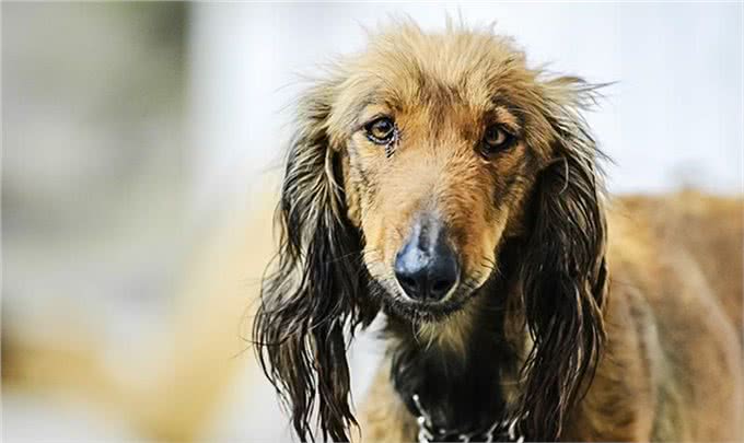 非遗在身边关中细狗—陕西本土最优良的猎犬