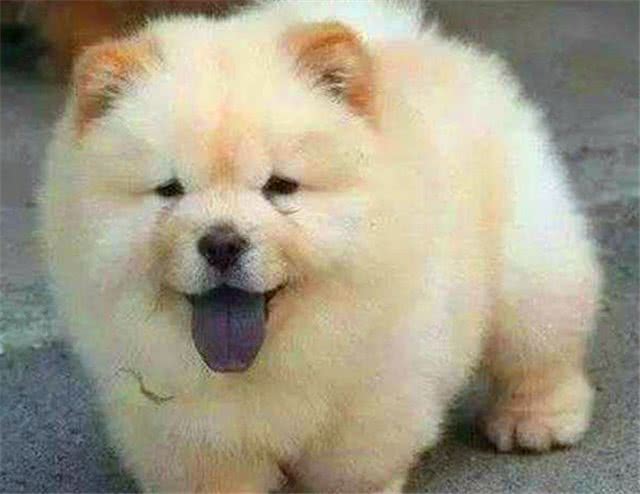 养猫养狗太常见，唐朝人在养宠物上养出了不一样的烟火
