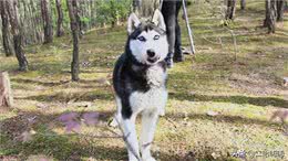 养狗小知识:怎样为自己的爱宠挑选合适的狗粮?