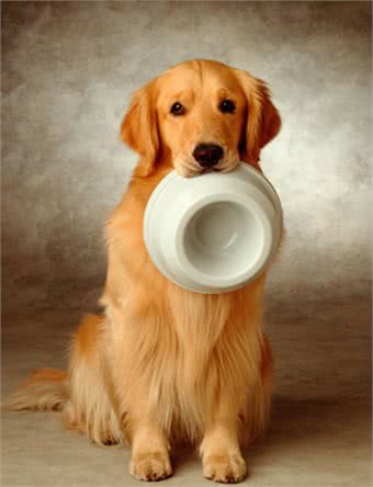 最佳家庭伴侣训练金毛犬的4攻略