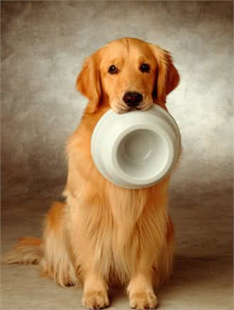 最佳家庭伴侣训练金毛犬的4攻略