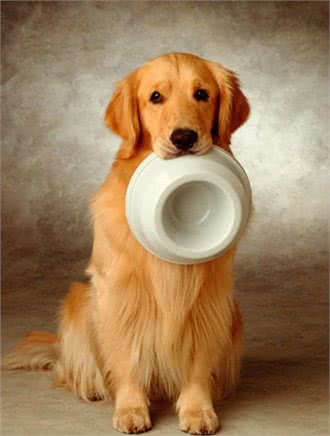 最佳家庭伴侣训练金毛犬的4攻略