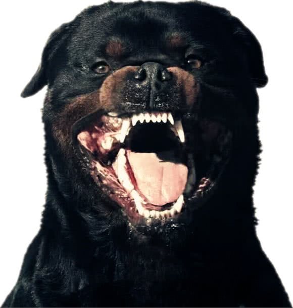 最让人无法拒绝的四大家庭护卫猛犬，这年头保镖也不一样了