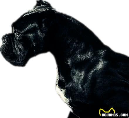 最让人无法拒绝的四大家庭护卫猛犬，这年头保镖也不一样了