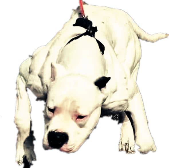 最让人无法拒绝的四大家庭护卫猛犬，这年头保镖也不一样了