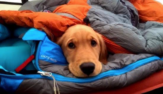 冬天狗需要保暖吗?