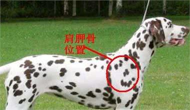 冬天狗需要保暖吗?