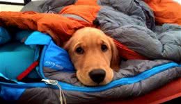 冬天狗需要保暖吗?