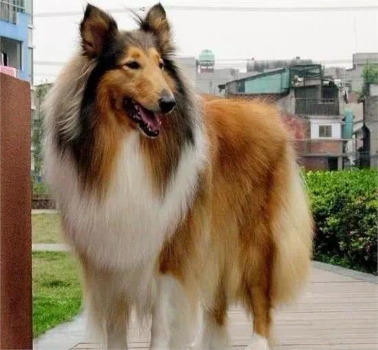 德国牧羊犬，素有天然警犬之称