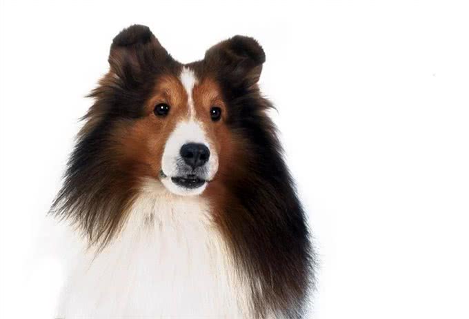 德国牧羊犬，素有天然警犬之称