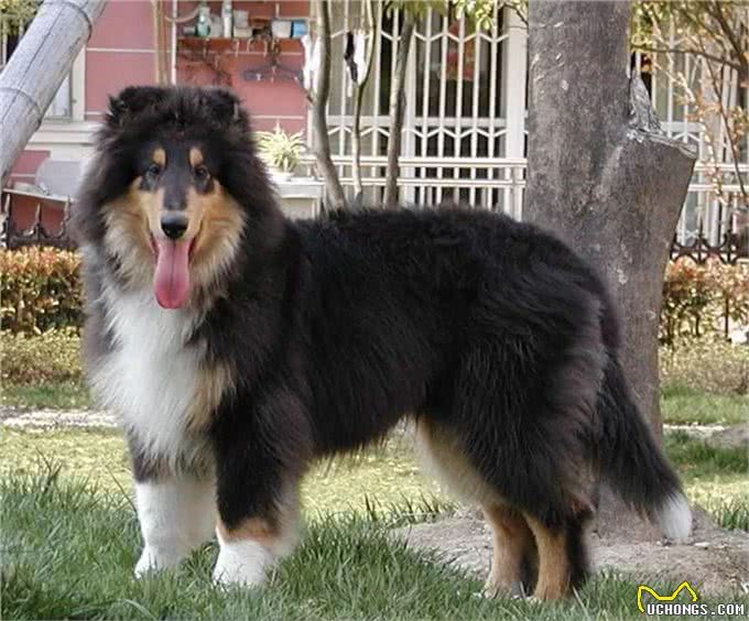 德国牧羊犬，素有天然警犬之称