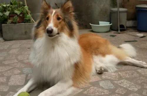 德国牧羊犬，素有天然警犬之称