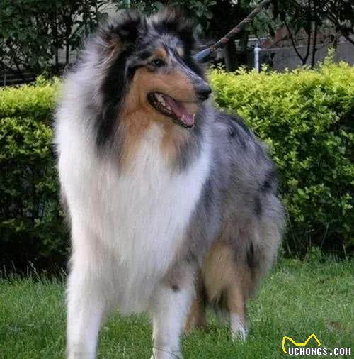 德国牧羊犬，素有天然警犬之称
