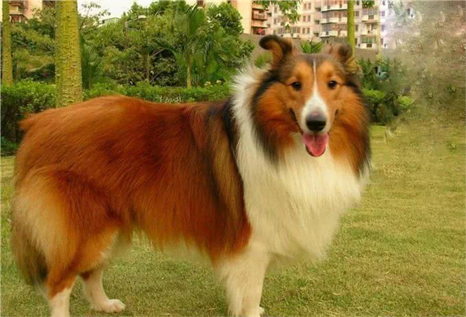 德国牧羊犬，素有天然警犬之称