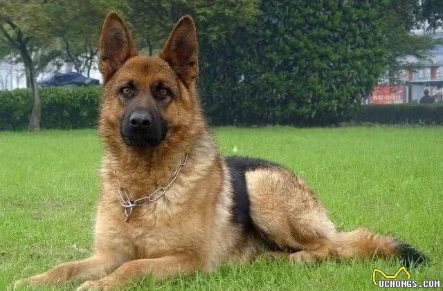 德国牧羊犬，素有天然警犬之称