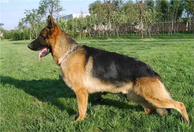 德国牧羊犬，素有天然警犬之称