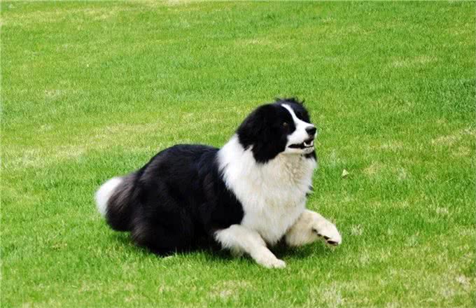 德国牧羊犬，素有天然警犬之称