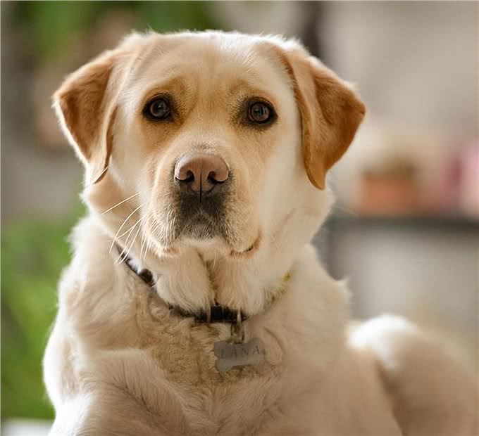 狗狗大便里的学问，你了解多少?