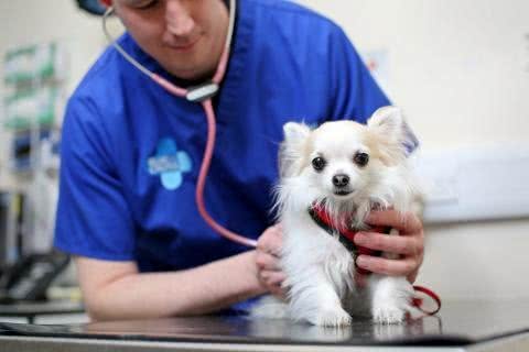 让每个狗主人都害怕的犬瘟热，到底是何方神圣?患病的狗狗有救吗