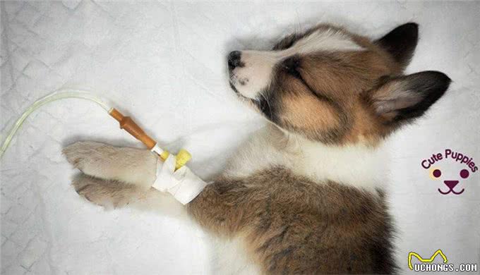 让每个狗主人都害怕的犬瘟热，到底是何方神圣?患病的狗狗有救吗