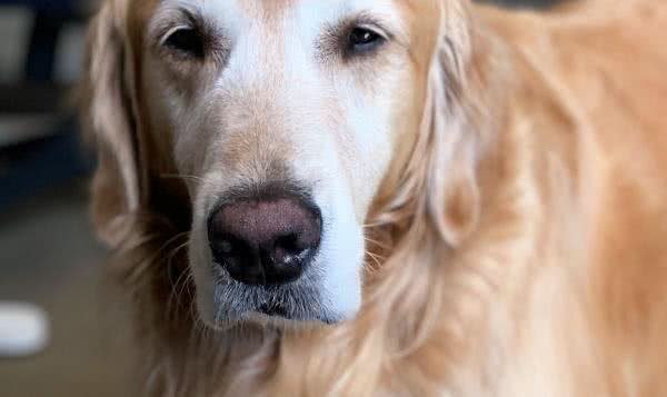 让每个狗主人都害怕的犬瘟热，到底是何方神圣?患病的狗狗有救吗