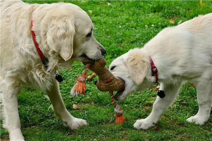 让每个狗主人都害怕的犬瘟热，到底是何方神圣?患病的狗狗有救吗